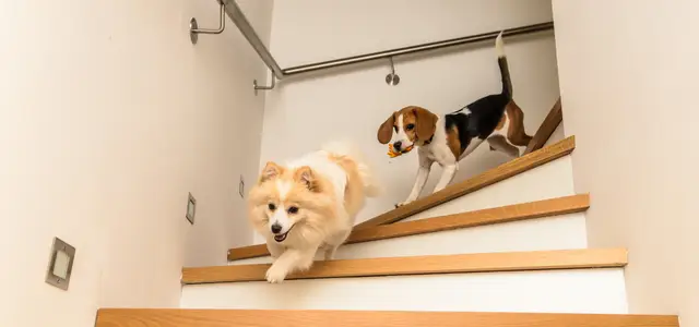 chien qui court en jouant dans les escaliers 
